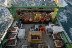 pêche de la coquille saint- jacques - baie de seine - bateau Sauvage - Dimitri Rogoff